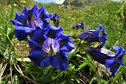 23 Genziana di Koch (Gentiana kochiana)